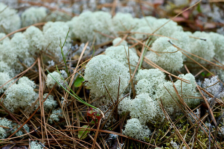 Medium lichen canadian geographic
